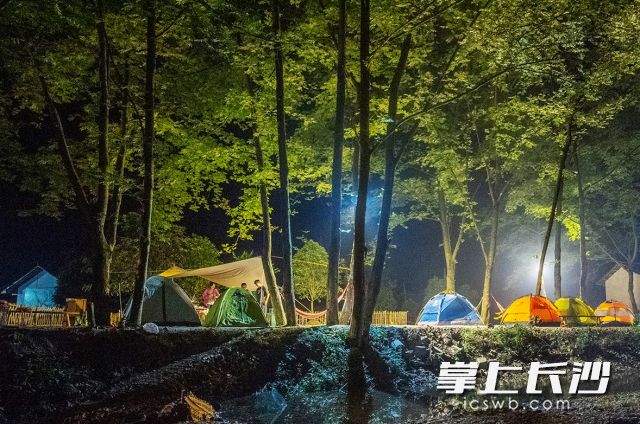 初夏的夜晚，微风不燥，在雨树环绕下扎个帐篷，舒舒服服睡上一觉。李锋 摄