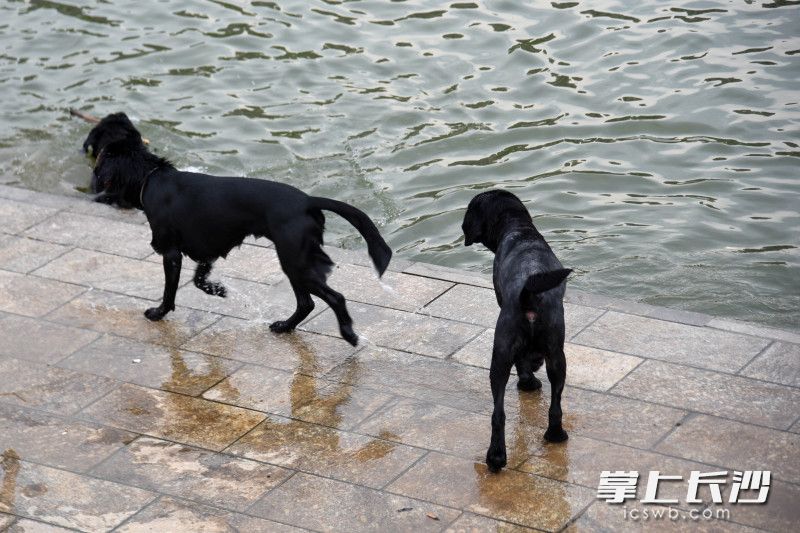 三只大型黑色犬只下河游泳，还有狼犬在河边散步。
