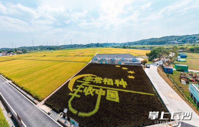 隆平稻作公园内，“非常稻种 丰收中国”八个大字组成的巨幅图案在阳光下格外耀眼。 均为长沙晚报全媒体记者 陈飞 摄