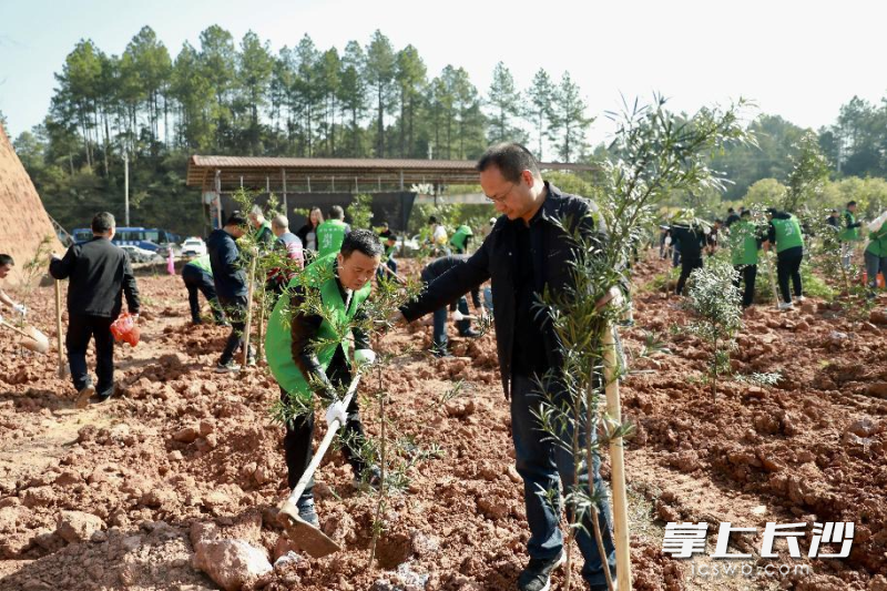 在达浒镇麻洲村，志愿者们正在义务植树。受访者供图