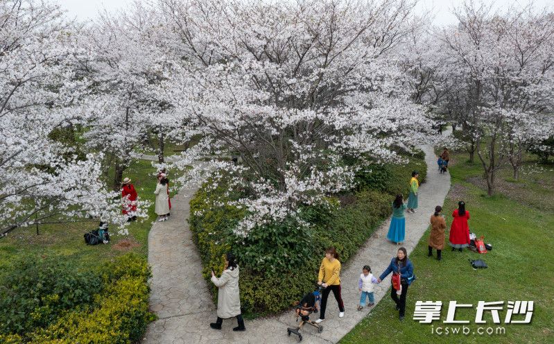 众多游客在樱花树下拍照。