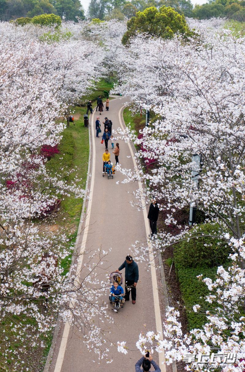 游客们漫步在樱花林，感受美好春光。