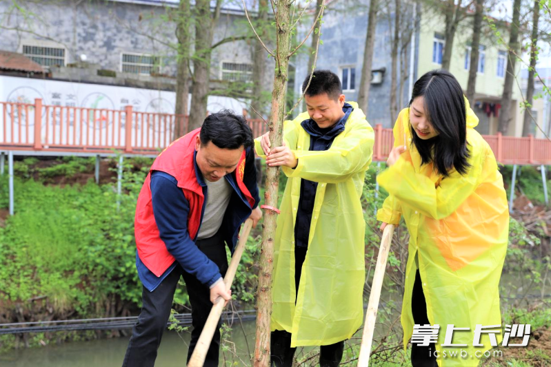 在双江口镇山园村，党群携手种下水杉树苗，计划把这儿打造成水杉植物公园。