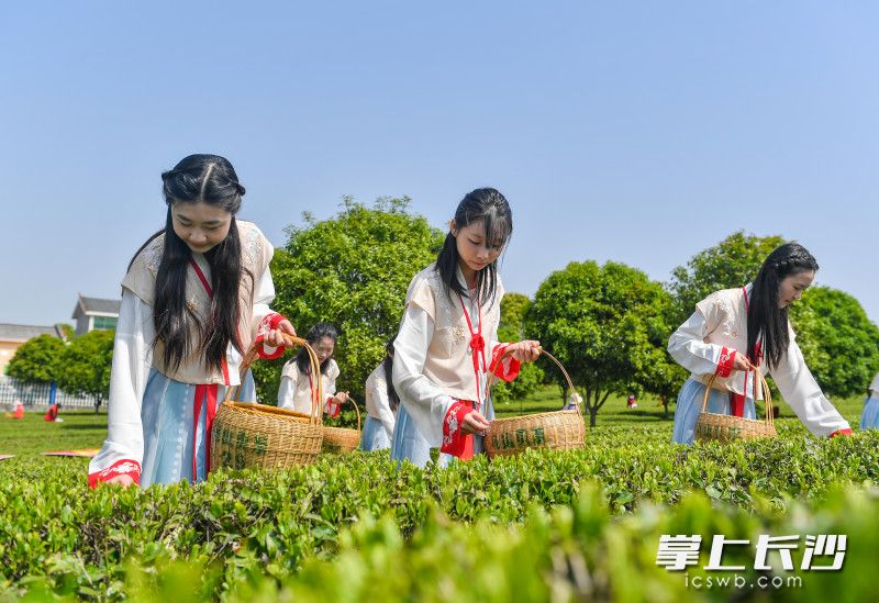 4月8日上午，城乌山贡茶采摘节举行，采茶姑娘们正在体验采茶。