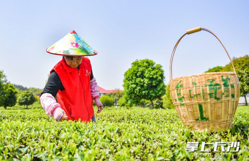 4月8日上午，城乌山贡茶采摘节举行，采茶工正在采茶。