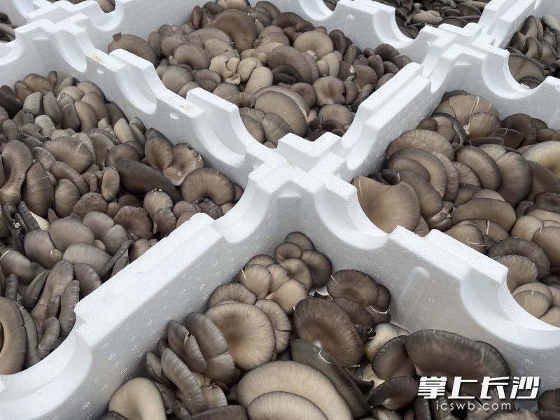 采摘下来的平菇有了冷库储藏，能有效延长保鲜时间。