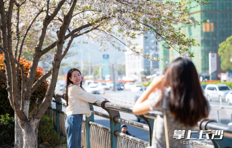 两位市民正在地铁口的樱花树下打卡拍照。