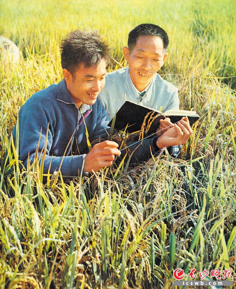1978年10月　　袁隆平与学生李必湖在水稻田里做观察记录。