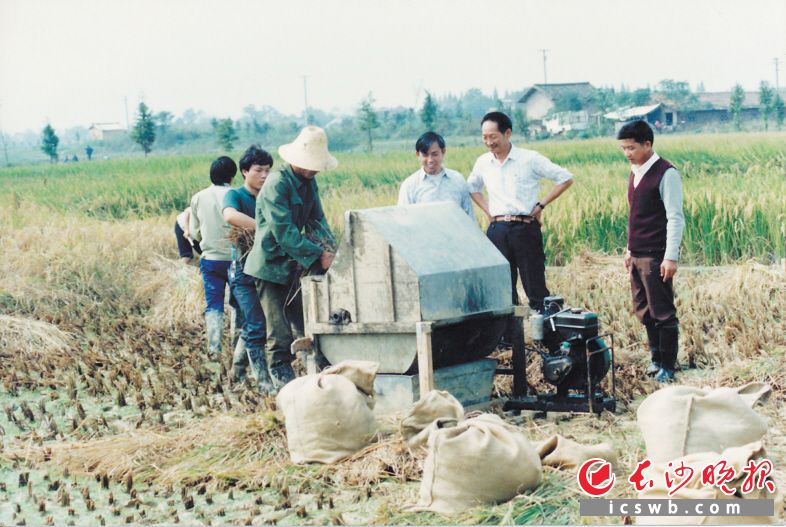 1988年7月 袁隆平在春华稻田调查水稻产量。