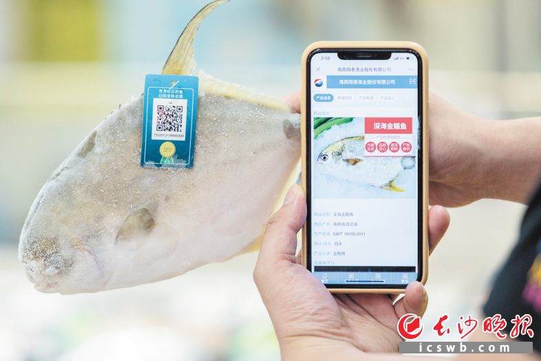 消费者用手机扫码溯源这条鱼的来源。