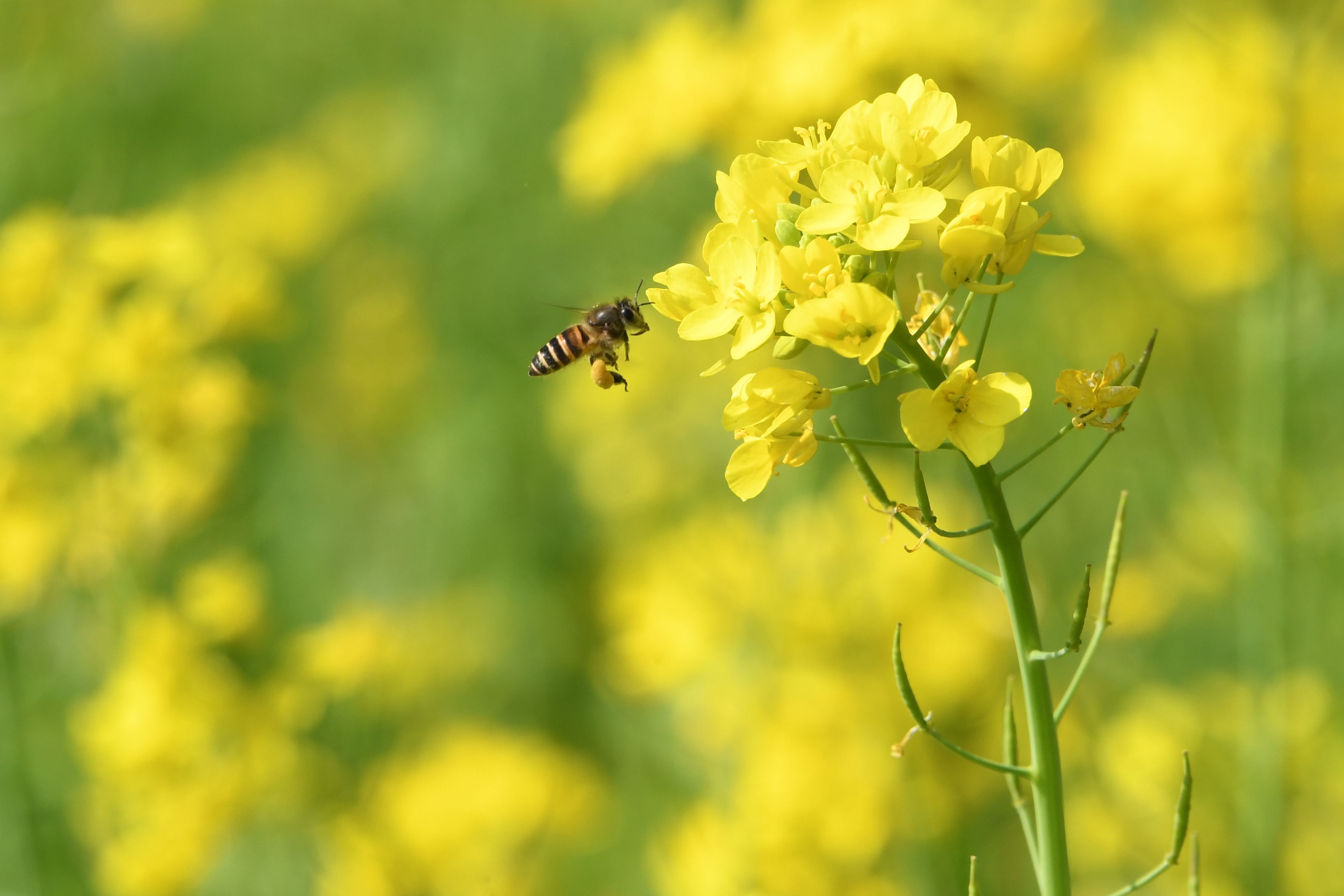 1月29日，在广西罗城仫佬族自治县四把镇石门村，一只蜜蜂在花间采蜜。韦如代 摄