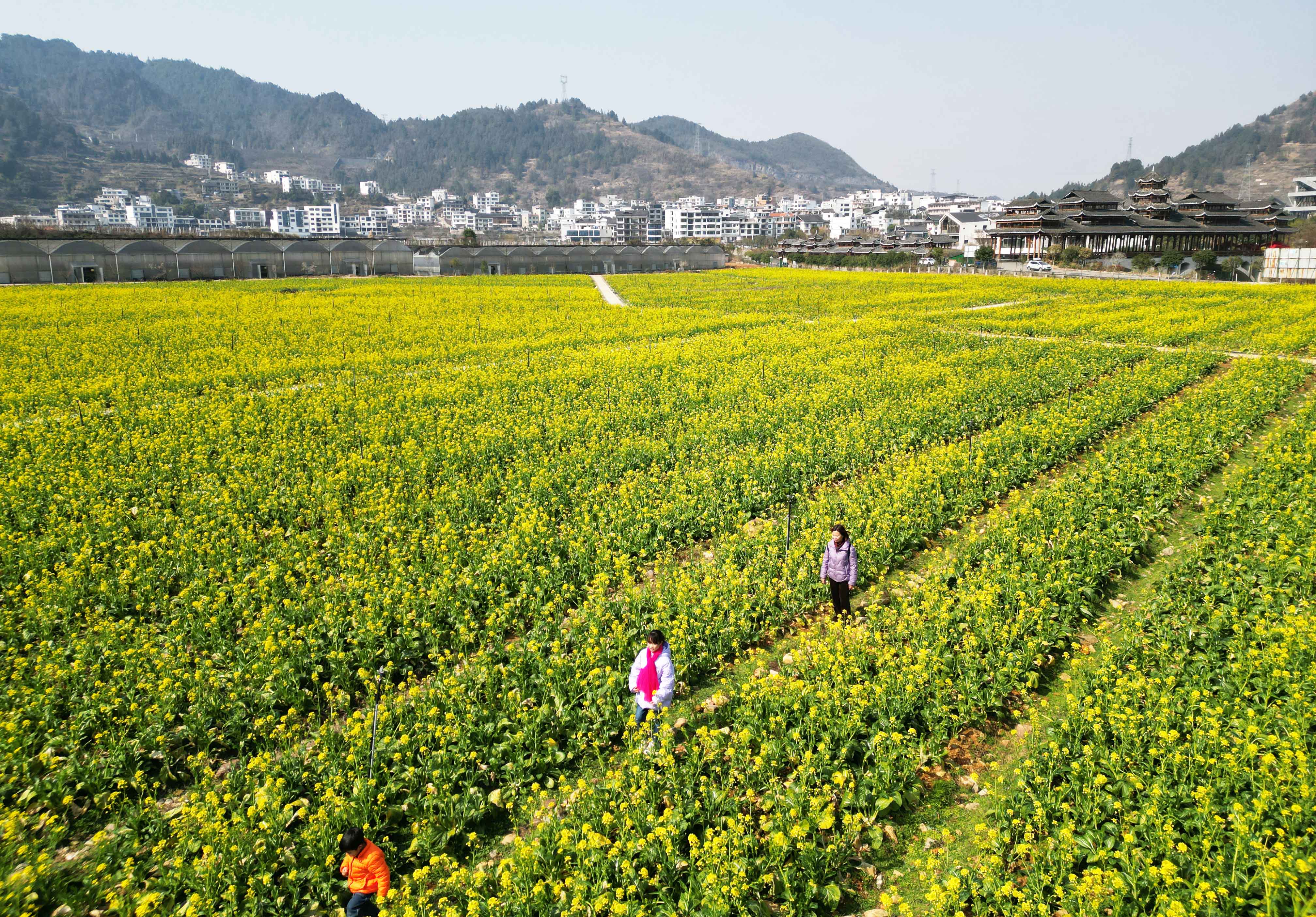 1月31日，游客在贵州省凯里市舟溪镇新中苗寨油菜花田里赏花游玩（无人机照片）。余天英 摄