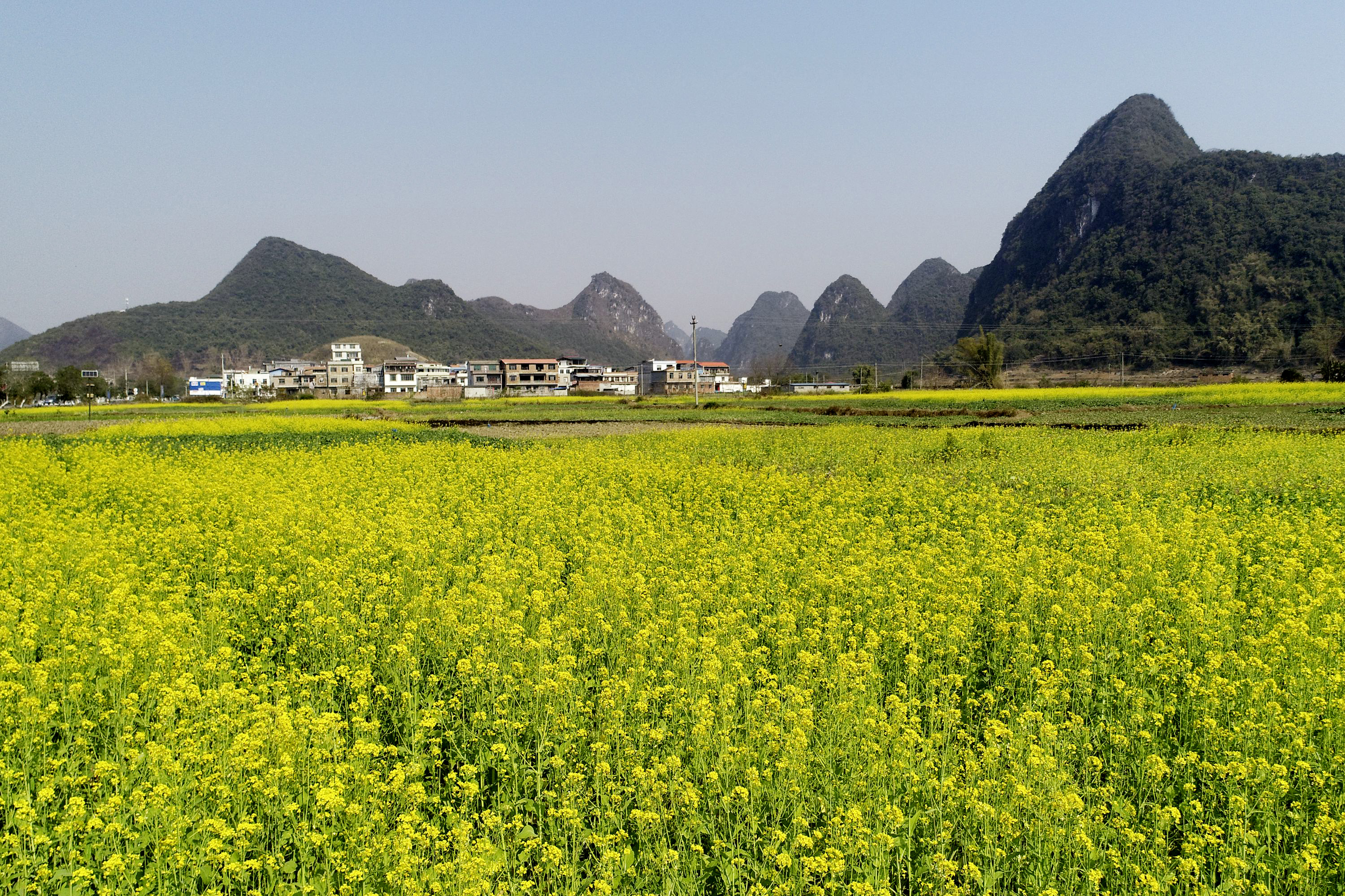 1月31日在广西罗城仫佬族自治县四把镇石门村拍摄的油菜花田。廖光福 摄