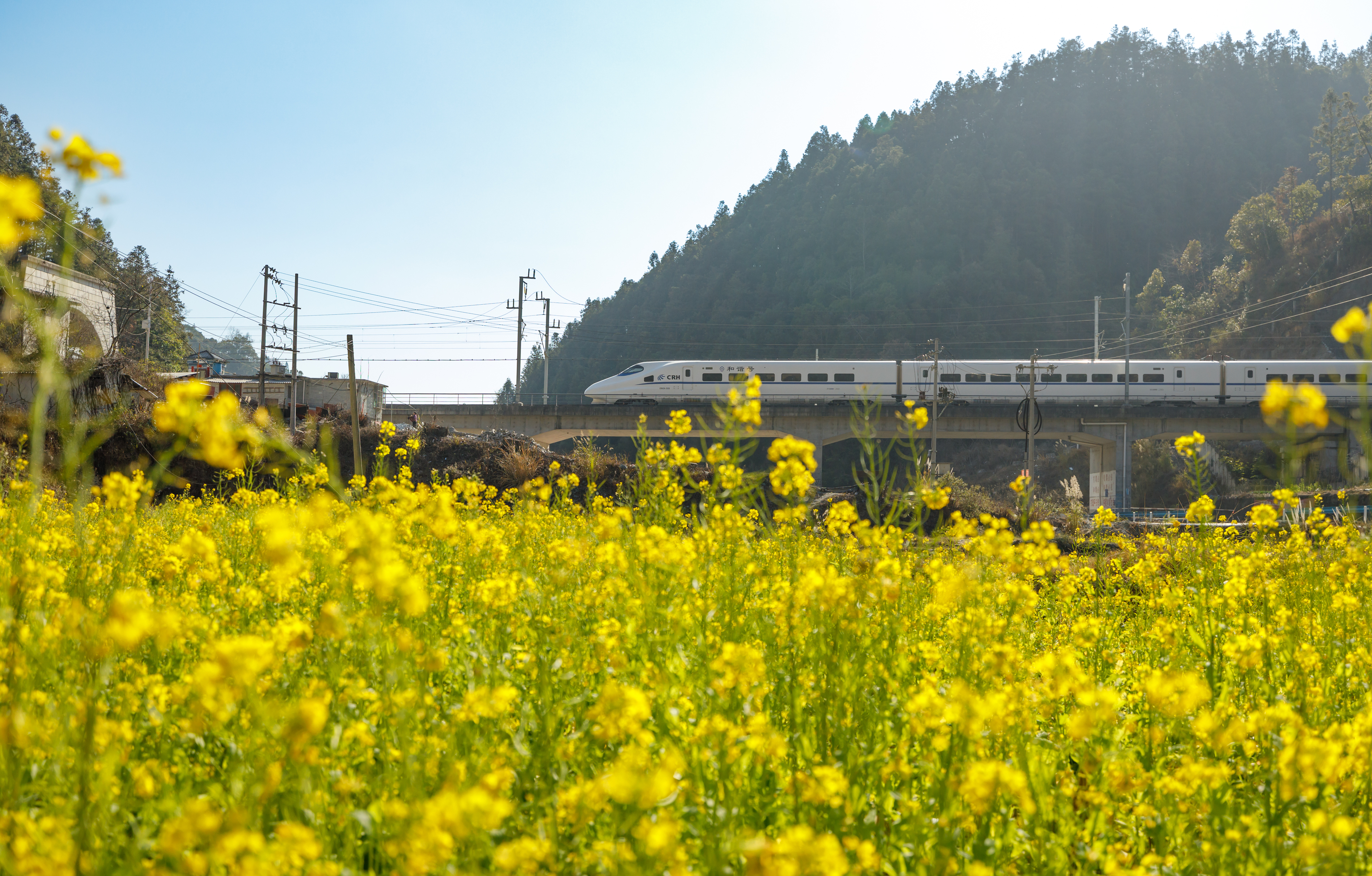 1月30日，动车组列车从贵州省黎平县的油菜花田旁驶过。粟勇主 摄