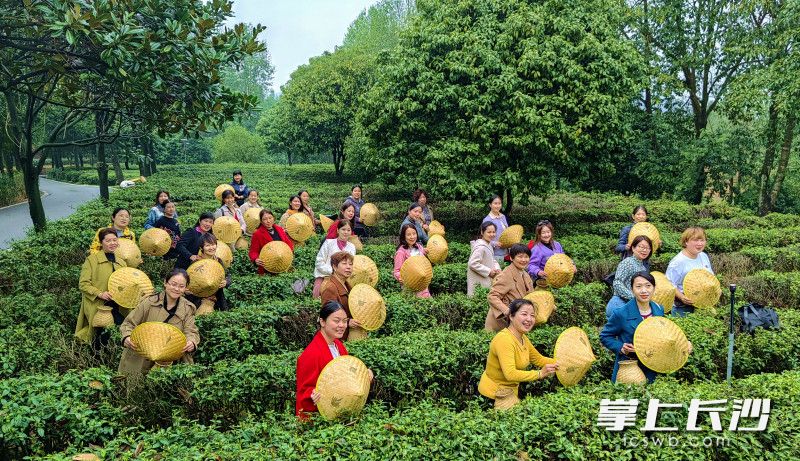 游客在湘丰茶业庄园春游打卡。