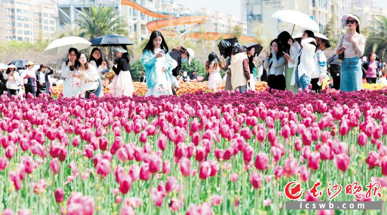 4月1日，省植物园世界名花广场。这里种植了30个品种50万株郁金香，游客置身花海之中，流连忘返。长沙晚报全媒体记者 贺文兵 摄