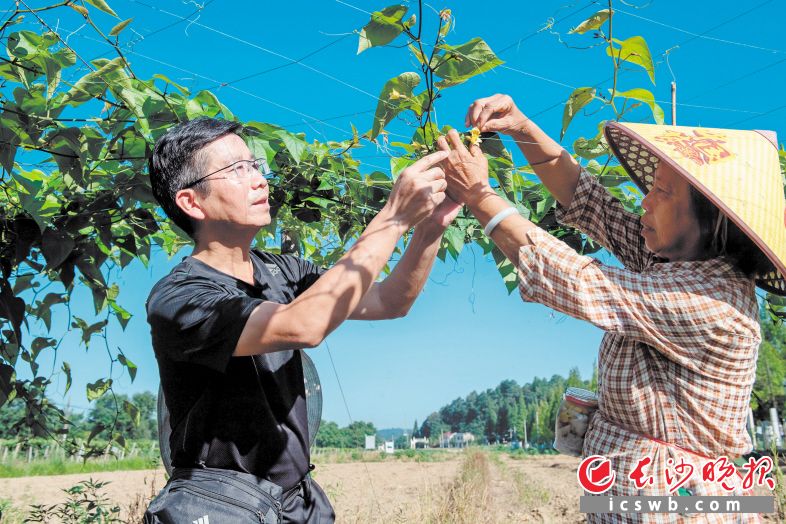 杨建华（左）正在教村民操作罗汉果人工自花授粉。　　受访者供图