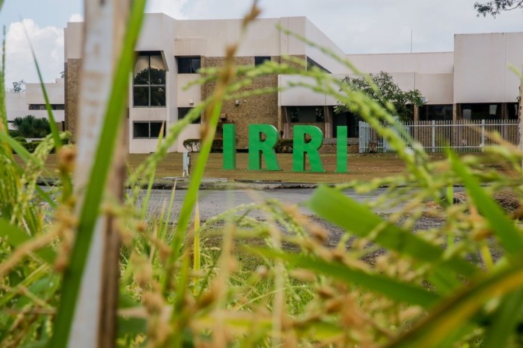 The International Rice Research Institute (IRRI) is pictured in Laguna Province, the Philippines on May 16, 2023. (Xinhua/Rouelle Umali)