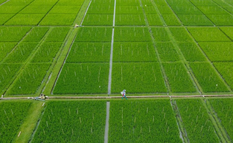 This aerial photo taken on May 16, 2023 shows a farmer walking in a rice field at the International Rice Research Institute (IRRI) in Laguna Province, the Philippines. (Xinhua/Rouelle Umali)