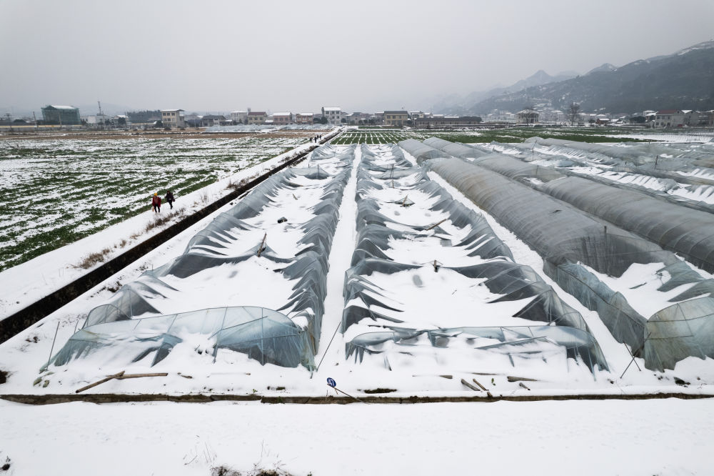 这是2月7日在湖南省张家界市慈利县岩泊渡镇拍摄的一处倒塌的蔬菜大棚。新华社记者陈思汗摄